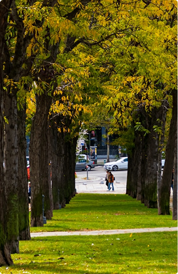 Plan Estratégico de Infraestructura Verde y Biodiversidad de Madrid