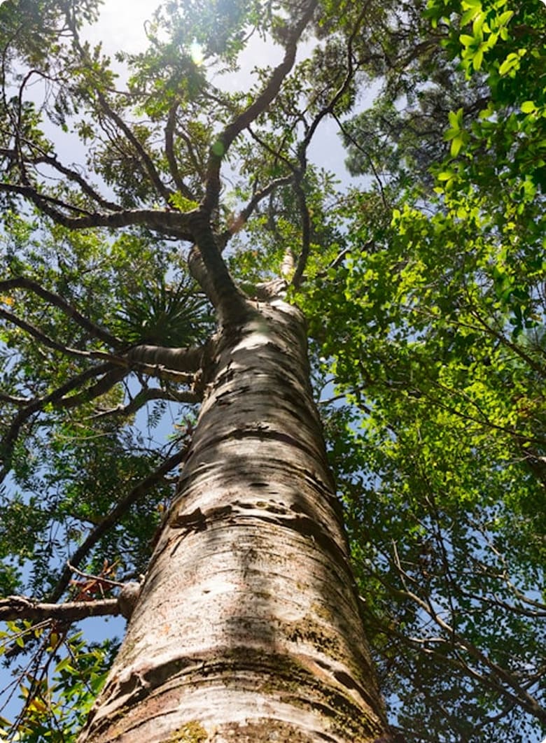 Arboricultura biodiversidad