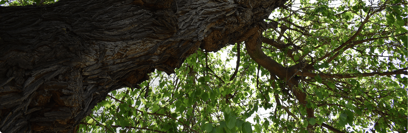 SERVER el sistema de inspección de riesgo de arbolado más especializado de España