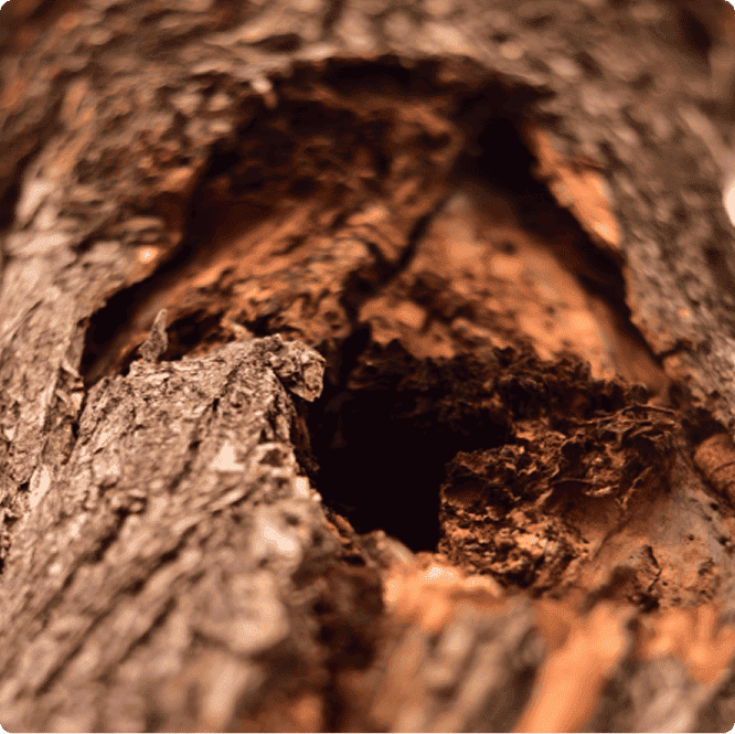 caso de exito serve img1 mvl