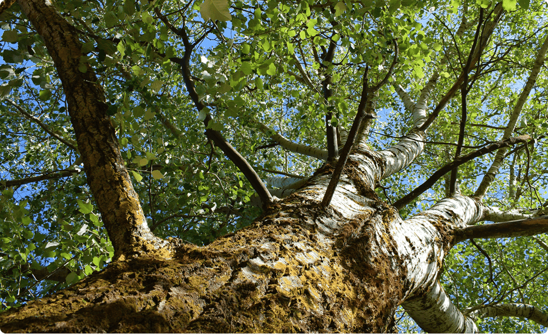 caso de exito serve img2 mvl