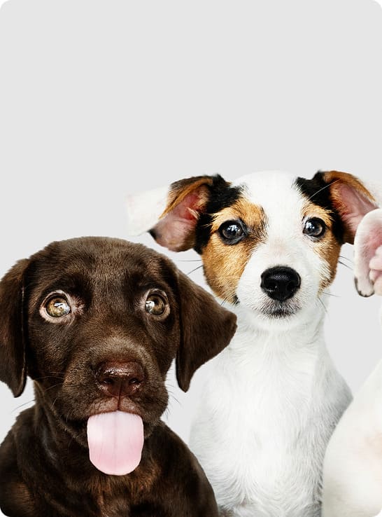 Proyecto Turismo & mascotas completado con éxito