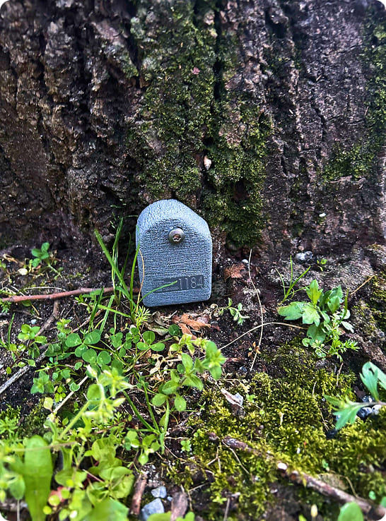 Estudio sobre la estabilidad de 50 tilos en San Sebastián